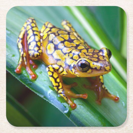 Harlequin Giison Dart Frog Rechteckiger Pappuntersetzer (Vorderseite)