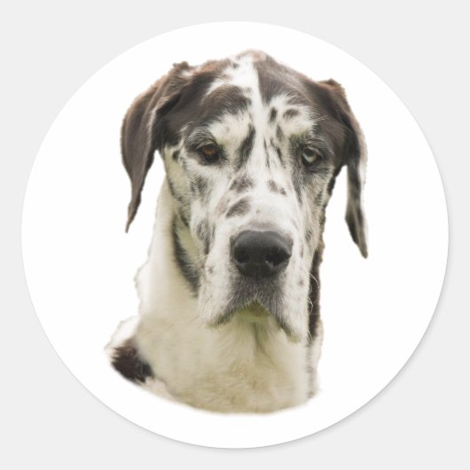 Harlequin Great Dane Hund Foto Runder Aufkleber (Vorderseite)