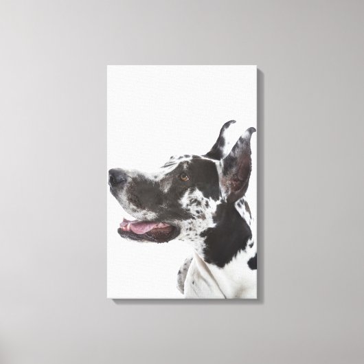 Harlequin Great Dane Leinwanddruck (Vorderseite)
