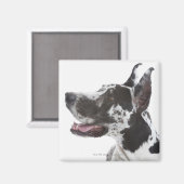 Harlequin Great Dane Magnet (Vorderseite/Rückseite)