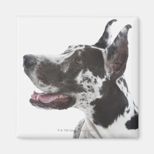 Harlequin Great Dane Magnet (Vorne)