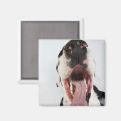Harlequin Great Dane mit offenem Mund, nah-up, Magnet (Vorderseite/Rückseite)