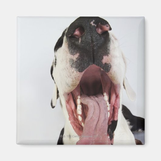 Harlequin Great Dane mit offenem Mund, nah-up, Magnet (Vorne)