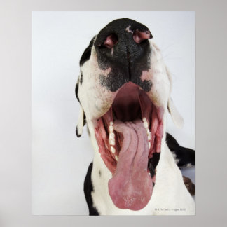 Harlequin Great Dane mit offenem Mund, nah-up, Poster