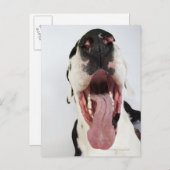 Harlequin Great Dane mit offenem Mund, nah-up, Postkarte (Vorne/Hinten)