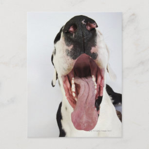 Harlequin Great Dane mit offenem Mund, nah-up, Postkarte
