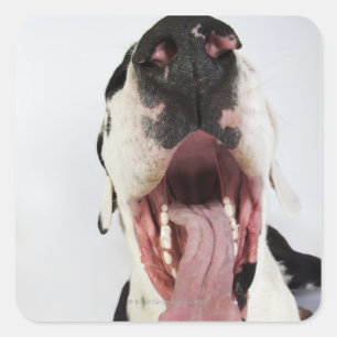 Harlequin Great Dane mit offenem Mund, nah-up, Quadratischer Aufkleber