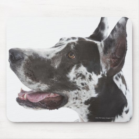 Harlequin Great Dane Mousepad (Vorne)