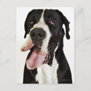 Harlequin Great Dane, nah auf Weiß Postkarte
