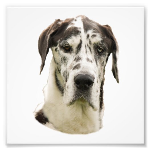 Harlequin Great Dane Portrait Foto (Vorne)