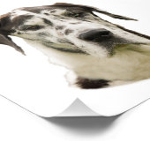 Harlequin Great Dane Portrait Foto (Ecke)