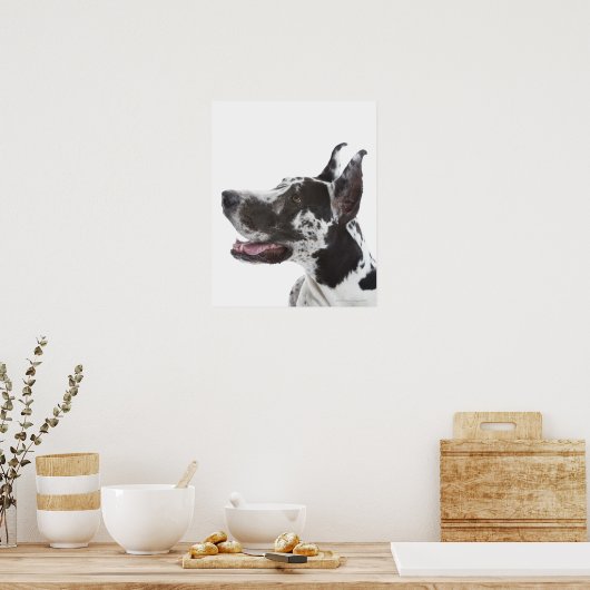 Harlequin Great Dane Poster (Küche)