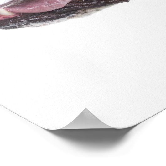 Harlequin Great Dane Poster (Ecke)