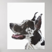Harlequin Great Dane Poster (Vorne)