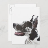Harlequin Great Dane Postkarte (Vorne/Hinten)