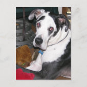 Harlequin Great Dane Postkarte (Vorderseite)