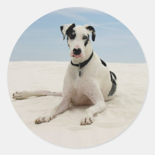 Harlequin Great Dane Puppy Doppy Sticker / Siegel