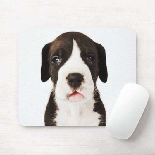 Harlequin Great Dane Welpe auf weißem Hintergrund Mousepad (Mit Mouse)