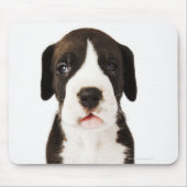 Harlequin Great Dane Welpe auf weißem Hintergrund Mousepad (Vorne)