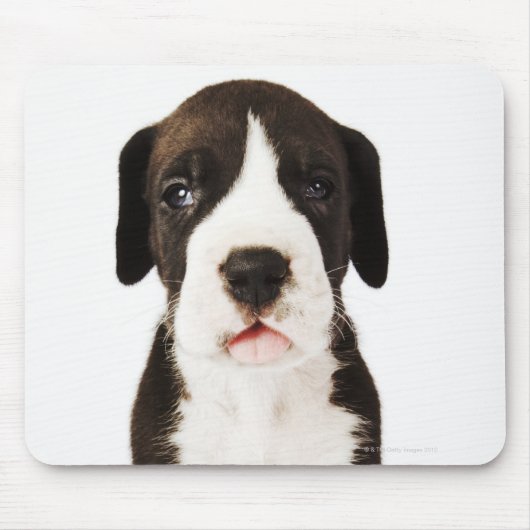 Harlequin Great Dane Welpe auf weißem Hintergrund Mousepad (Vorne)
