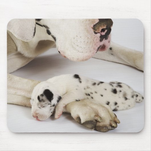 Harlequin Great Dane Welpe schlafen auf Mutter Mousepad (Vorne)