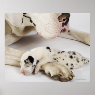 Harlequin Great Dane Welpe schlafend auf Mutter Poster