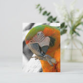Harlequin Macaw Foot Postcard Postkarte (Stehend Vorderseite)