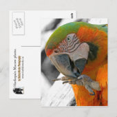 Harlequin Macaw Foot Postcard Postkarte (Vorne/Hinten)