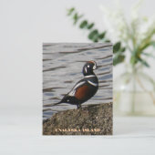 Harlequin Male Duck, Insel Unalaska Postkarte (Stehend Vorderseite)