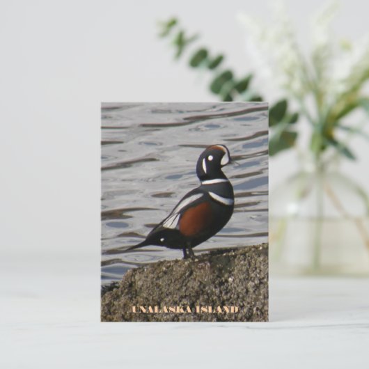 Harlequin Male Duck, Insel Unalaska Postkarte (Stehend Vorderseite)