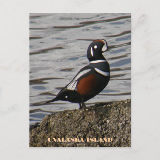 Harlequin Male Duck, Insel Unalaska Postkarte