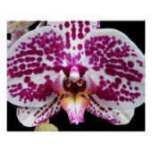 Harlequin Moth Orchid Foto Glossy Poster (Vorderseite)