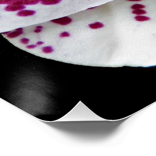 Harlequin Moth Orchid Foto Glossy Poster (Ecke)