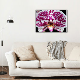 Harlequin Moth Orchid Foto Glossy Poster