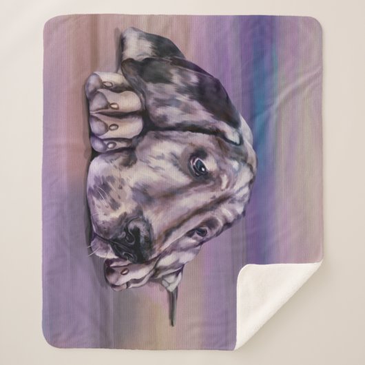 Harlequin Sherpadecke (Vorderseite)