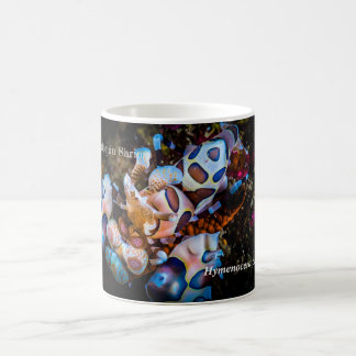 Harlequin Shrimp, Hymenocera picta, Kaffeetasse