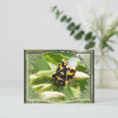 Harlequin stink bug ~ Postcard Postkarte (Stehend Vorderseite)