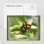 Harlequin stink bug ~ Postcard Postkarte (Vorne/Hinten)