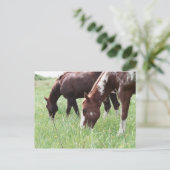 Harley & Sugar Grazing Postcard Postkarte (Stehend Vorderseite)