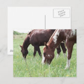 Harley & Sugar Grazing Postcard Postkarte (Vorne/Hinten)