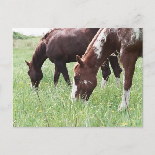 Harley & Sugar Grazing Postcard Postkarte (Vorderseite)