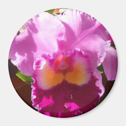 Harlinde Magnet (Vorne)