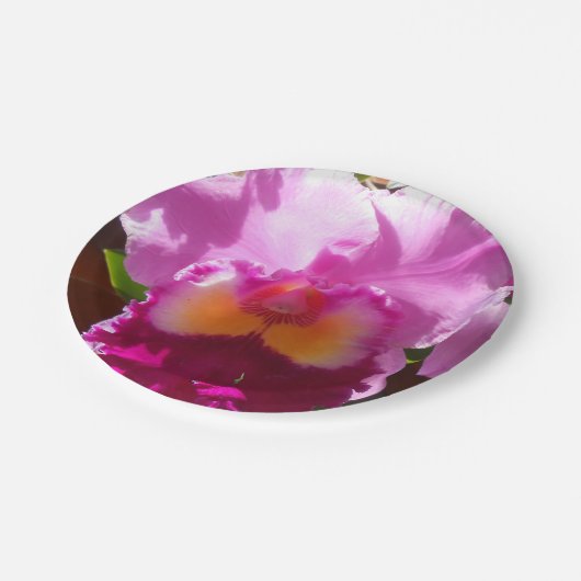 Harlinde Pappteller (Schrägansicht)