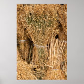 Harmal getrocknet poster (Vorne)