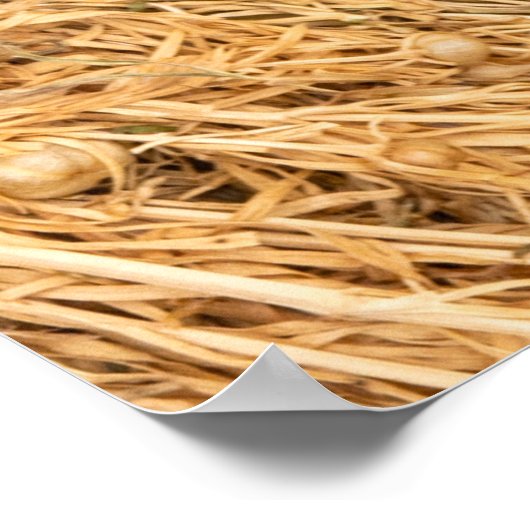 Harmal getrocknet poster (Ecke)