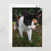 Harmonie, meine Kalico-Katze Postkarte (Vorne/Hinten)