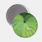 'Harmonious Hosta' Magnet (Vorderseite/Rückseite)