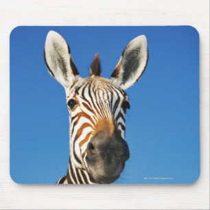 Harnas Naturschutzgebiet, Namibia, südlich Mousepad