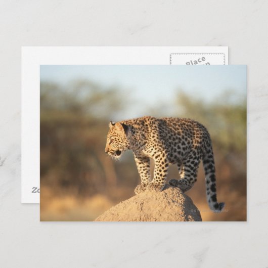 Harnas Wildlife Sanctuary, Namibia Postkarte (Vorne/Hinten)