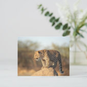 Harnas Wildlife Sanctuary, Namibia Postkarte (Stehend Vorderseite)